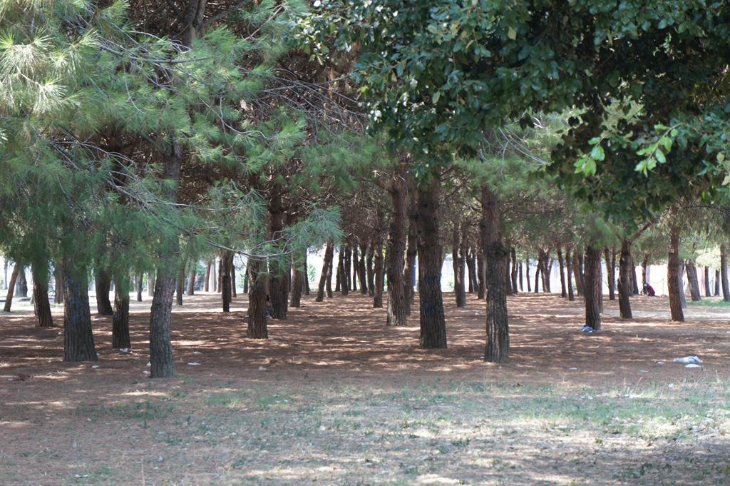 SONY DSC