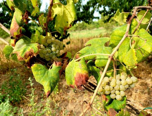 Il Vino Asprinio e l’Alberata